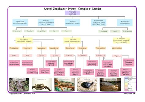 animal classication system examples  reptileskingdom