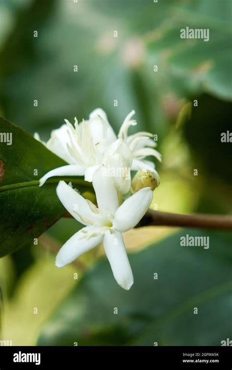 Coffee tree blossom with white color flower close up view Stock Photo - Alamy