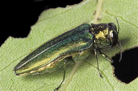 Emerald Ash Borer Information - KC Parks and Rec