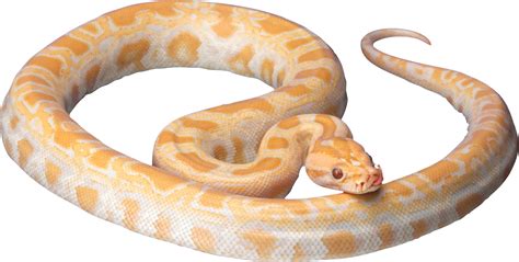 white snake png 10 free Cliparts | Download images on Clipground 2024