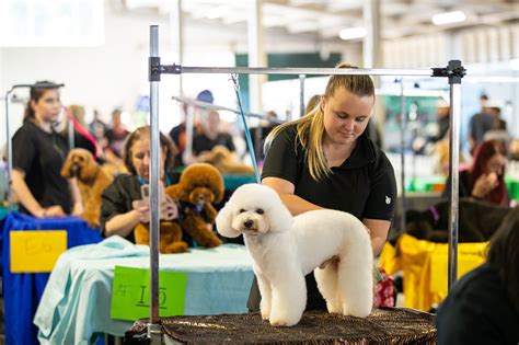 Melbourne Royal All Breeds Championship Show - Melbourne Royal Show