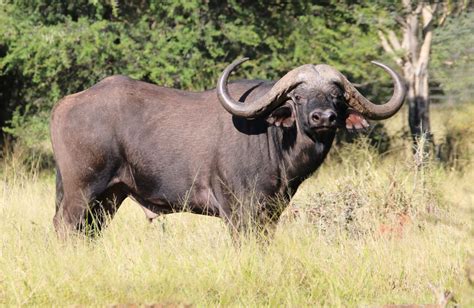 Buffalo Bulls Gallery | Pymat Game Breeders - Thabazimbi - Limpopo ...