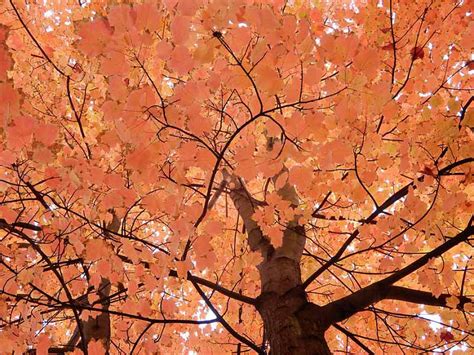 Recommended Native Deciduous Trees For North Carolina