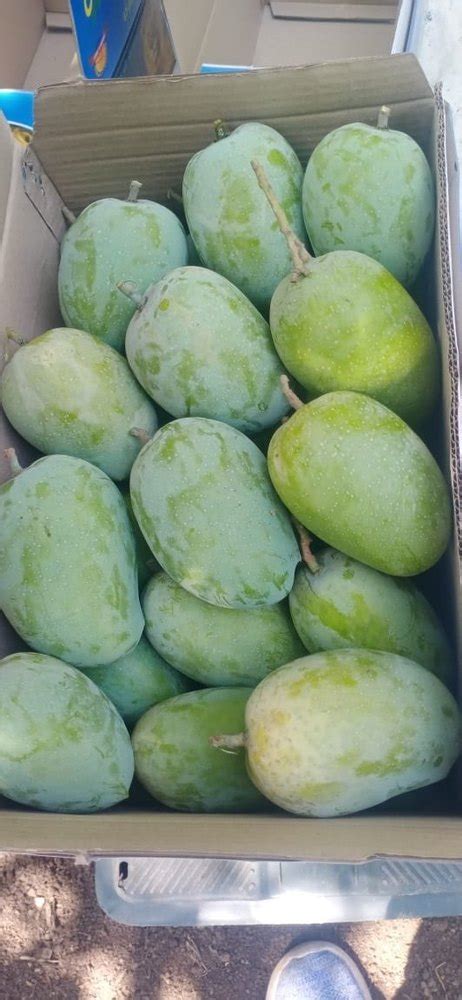 Green Kesar Mango Of Talala Gir Carton Packaging Size 10 Kg At Rs