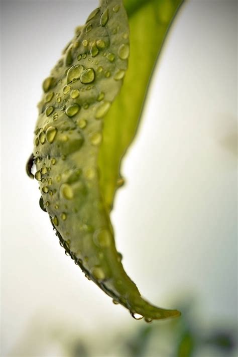 Kostenlose Bild Wassertropfen Regenzeit Feuchtigkeit Regentropfen