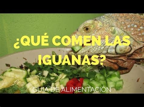 Descubre Qu Comen Las Iguanas Gu A Alimentaria Completa Los Buhos