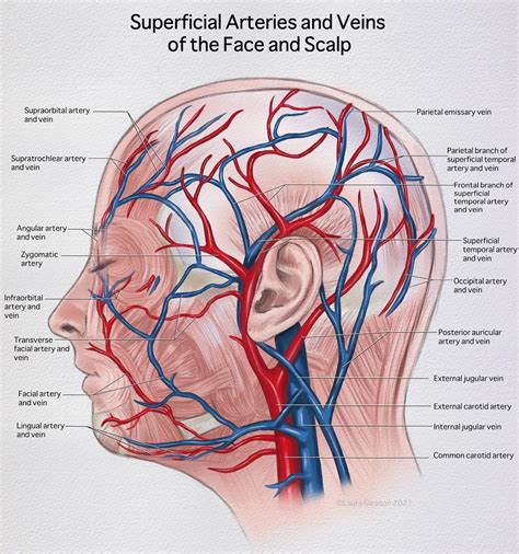 Superficial Veins And Arteries Of The Scalp By Me R Medicalillustration