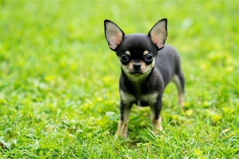 Teacup Chihuahua Dog Breed Info: Pictures, Temperament & Traits | Hepper