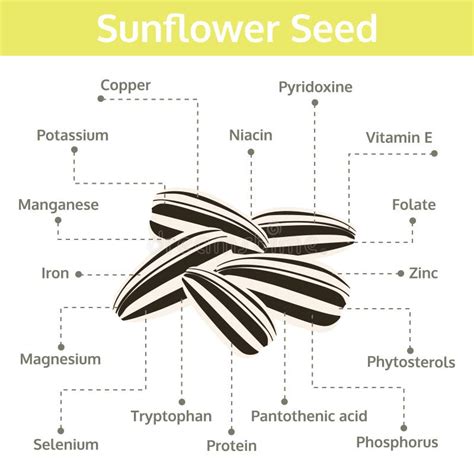 Sunflower Seed Nutrient Of Facts And Health Benefits Stock Vector