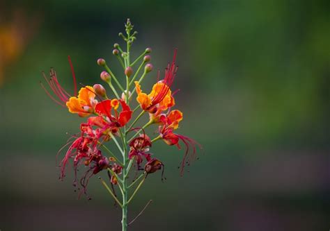 Gulmohar | Free Vectors, Stock Photos & PSD