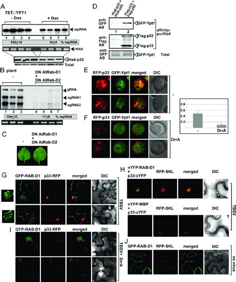 Rab Small Gtpase Is Coopted To Enhance Tbsv Replication In Yeast And