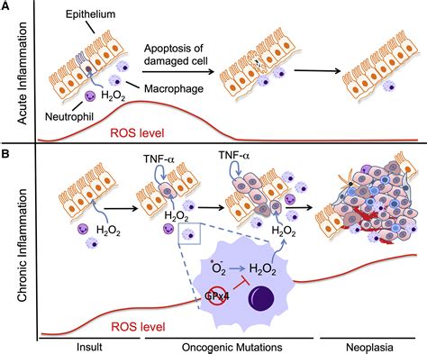 Inflammation Ros And Mutagenesis Cancer Cell