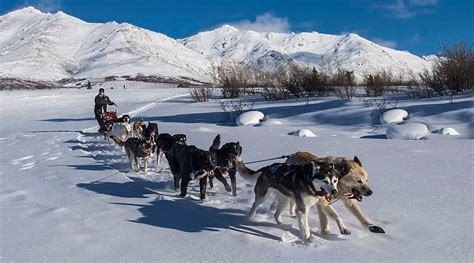 Unique Sledge Dogs Helped Inuit Thrive In North American Arctic