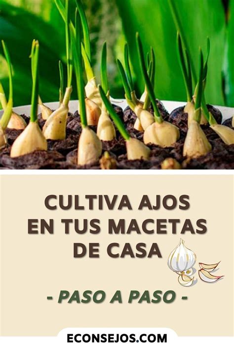 Aprende A Cultivar Ajos En Casa En Macetas Paso A Paso Cultivo De