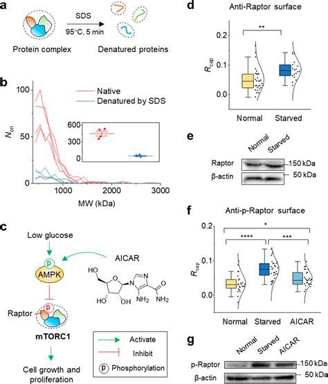 Label Free Single Molecule Pulldown For The Detection Of Released