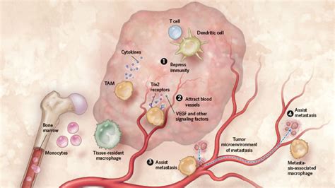 Macrophages Play A Double Role In Cancer The Scientist Magazine®