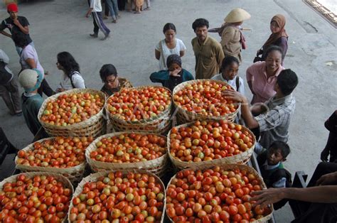 Harga Tomat Naik Antara Foto