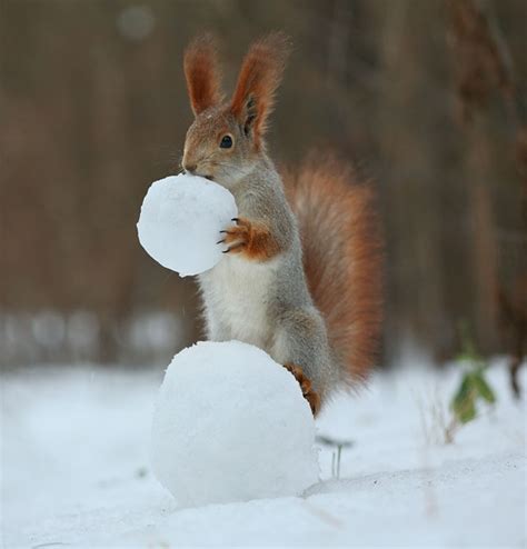 Cute Squirrel Photo Shoot2 Fubiz Media