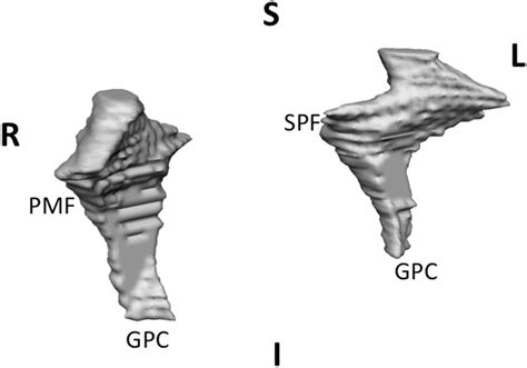 Example Of Final 3d Model Of Ppf R Right Side L Left Side S