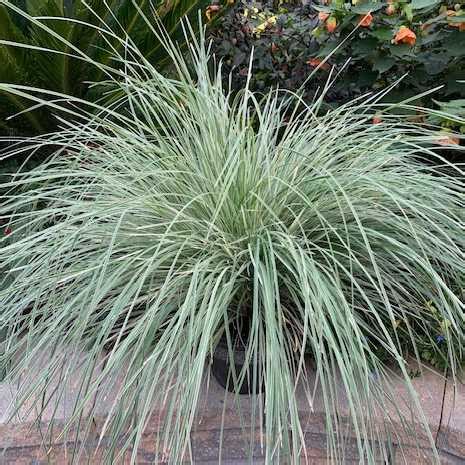 Lomandra Longifolia Arctic Frost Pp At San Marcos Growers Types