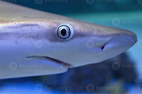 shark eye close up detail 17361542 Stock Photo at Vecteezy
