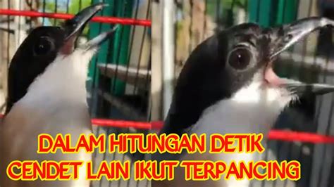 Pancingan Burung Pentet Macet Bunyi GACOR DOR YouTube