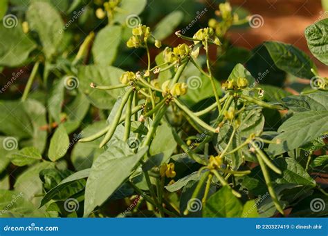 Green Bean Plant In Southeast Asianharvest Of Green Fresh Beans In A
