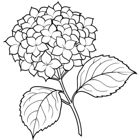 Premium Vector Hydrangea Flower Plant Outline Illustration Coloring