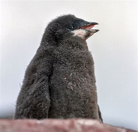 27 Amazing Penguin Species From Around The World | Funzug.com