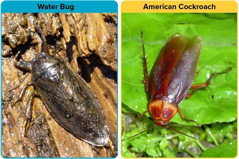 Water Bug vs. Roach [15 Differences] | APB