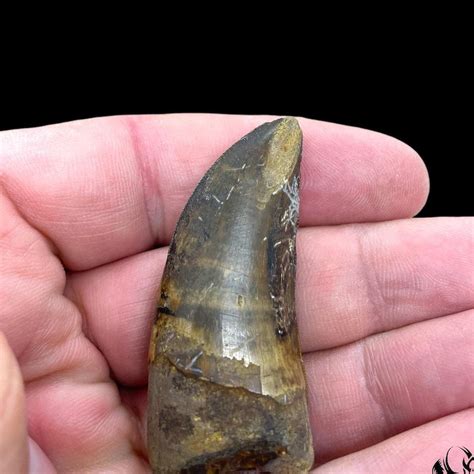 Stunning Tyrannosaurus Rex Tooth For Sale