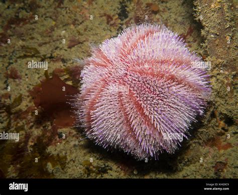 Sea Urchin Uk Hi Res Stock Photography And Images Alamy