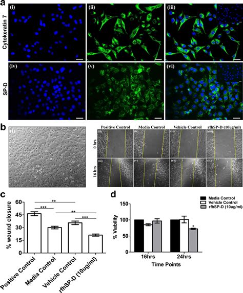 Localization Of Sp D In Htr Svneo Cells And Effect Of Exogenous