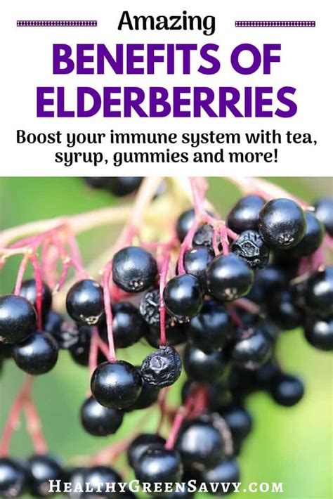 Benefits Of Elderberries And How To Get Them Healthygreensavvy