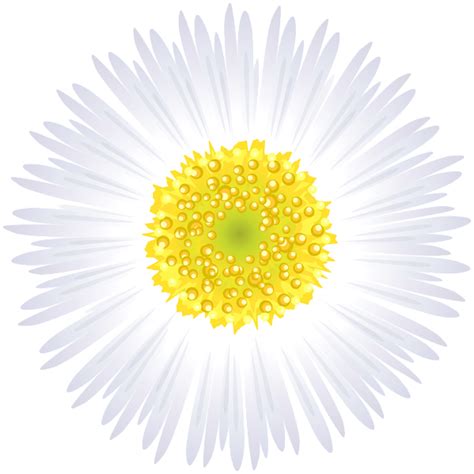 White Flower PNG Clip Art Image White Flower Png Art Images Clip Art