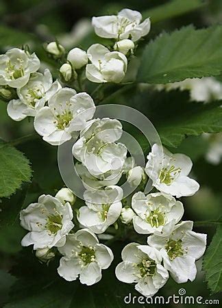 White Hawthorn Flowers Stock Photography - Image: 14279952