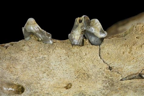 Fossil Juvenile Etruscan Wolf Canis Partial Mandible Belgium