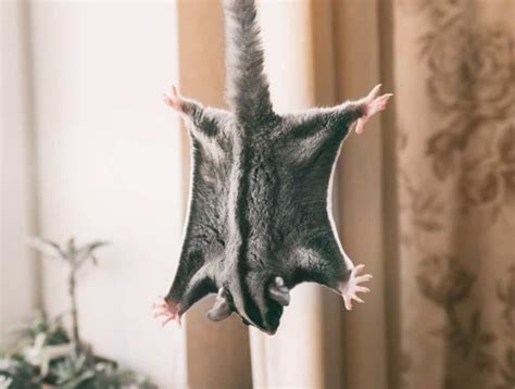 Sugar Glider VS Flying Squirrel BEGINNERS GUIDE Thepetsavvy