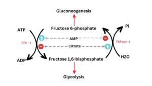 Regulation of Glycolysis - ScienceQuery