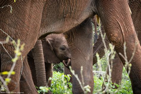 Chobe River – Botswana's Elephant Paradise