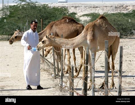 Camels in the desert near the Awali oil fields, Kingdom of Bahrain ...