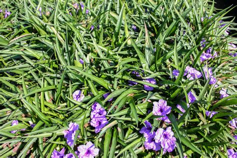 Ruellia brittoniana 'Katie' — Florida Aquatic Nurseries