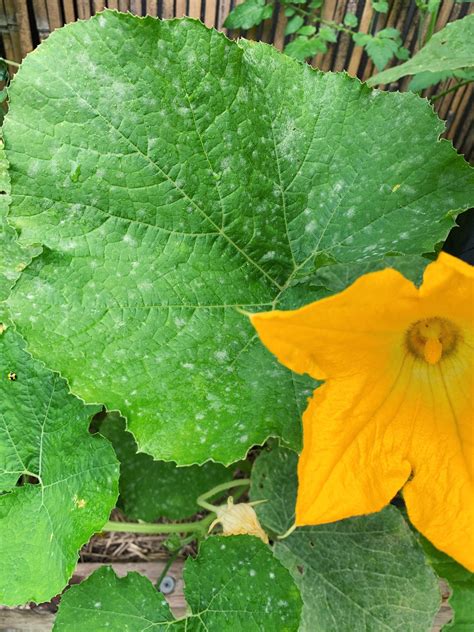 Powdery mildew identification prevention and treatment – Artofit