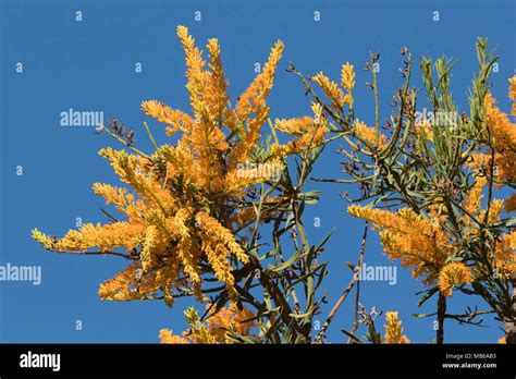 The Beautiful Yellow Flowers Of The Wa Christmas Tree Nuytsia