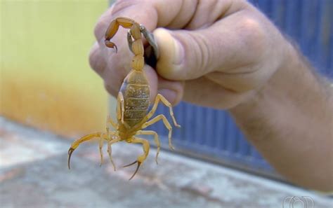 Picada De Escorpiao Sintomas - Picada de escorpião: entenda como soro pode ajudar no tratamento ...