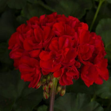 Tango Dark Red Zonal Geranium 10 Hanging Basket Pahls Market