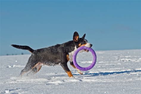 Dog With A Toy Is Running Stock Photo Image Of Pedigree 83535054