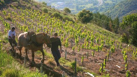 Tasting Report On The Wines Of Bierzo Spain