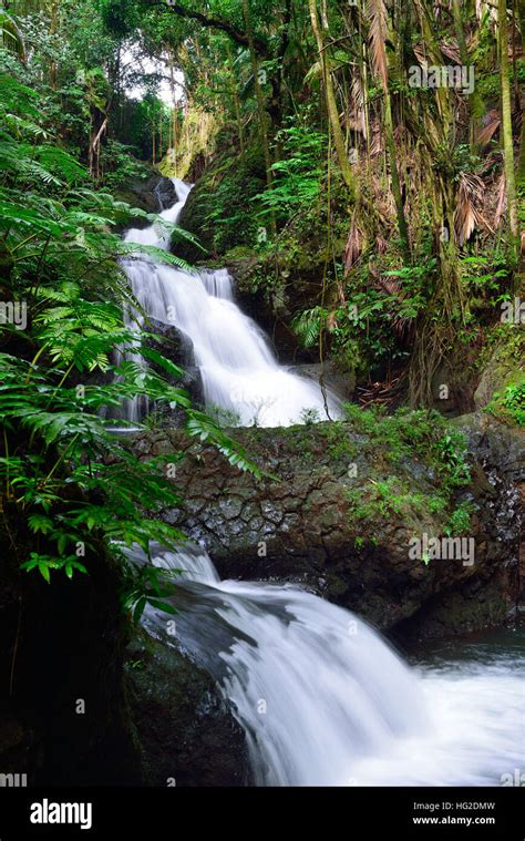 Hawaiianische Vegetation Fotos Und Bildmaterial In Hoher Aufl Sung