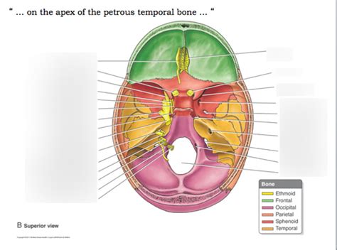 Cranial Fossa and Nerves Diagram | Quizlet